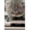 ねこ日和