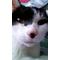 猫Love