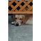 犬好きカモン