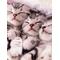猫画像[A:F37E]